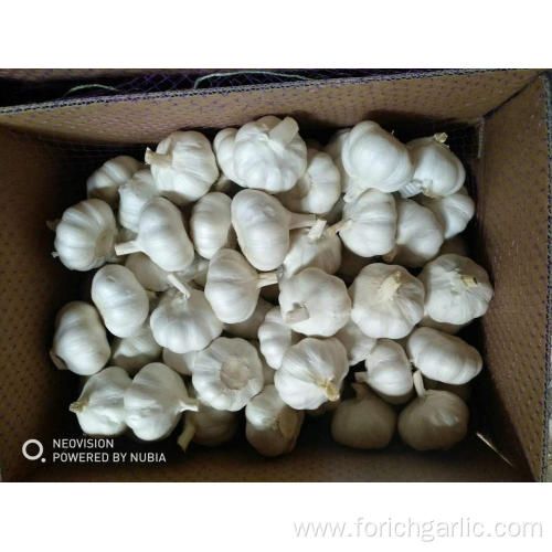 2019 New Crop Fresh Garlic Good Quality